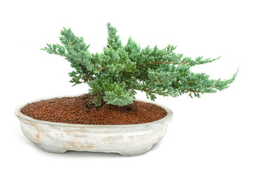 green bonsai tree of pine in pot on white background