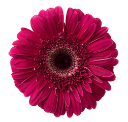 red gerbera flower 