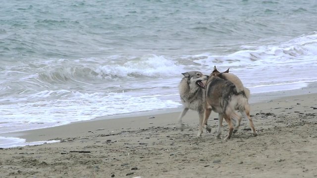 rallenty di due lupi che lottano a lungo sulla spiaggia con spumeggante mare sullo sfondo