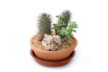 Miniature succulent plants in clay pot