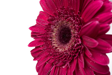red gerbera flower 