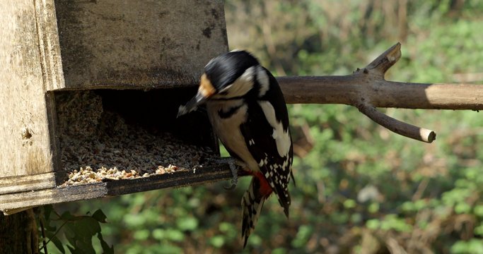 picchio maggiore rosso ripreso da molto vicino arriva alla mangiatoia e mangia