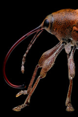 Acorn weevil (Curculio glandium). Extreme macro © Vitalii Hulai