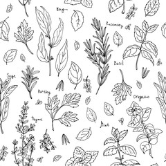 Pattern herbs. Spices. Italian herb drawn black lines on a white background. Vector illustration. Basil, Parsley, Rosemary, Sage, Bay, Thyme, Oregano, Mint