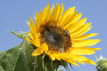 sunflower2 - 106510061