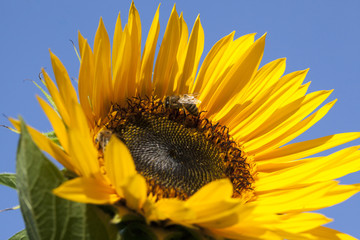 sunflower - 106510087