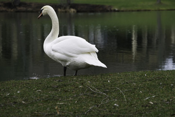 Swan in Ohio. © Jesse Kunerth