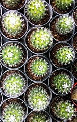 cactus row background