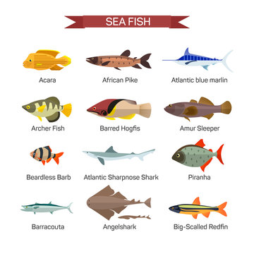 Fish vector set in flat style design. Ocean, sea and river fishes icons collection
