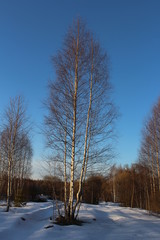 Береза на закате