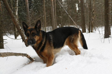 German shepherd dog on snow