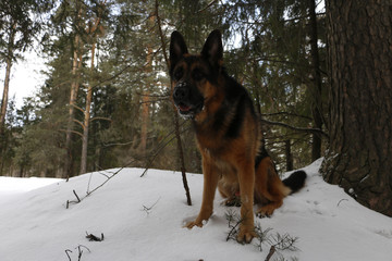 Dog on snow