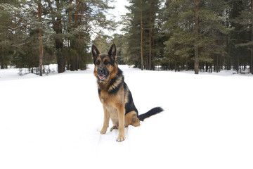 Fototapeta na wymiar Dog on snow