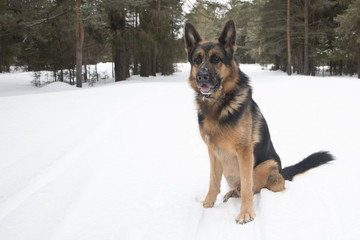 Fototapeta na wymiar Dog on snow