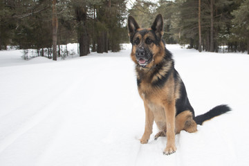 Dog on snow