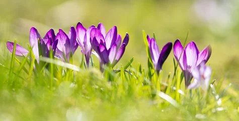 Foto op Canvas lila krokusse / paarse krokussen © carmenrieb
