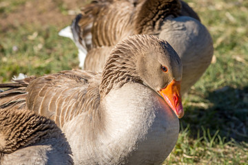 Wild Birds