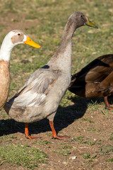 Wild Birds