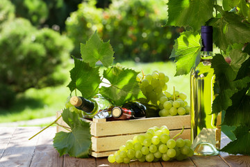 White and red wine bottle, vine and grapes © Evgeny Karandaev