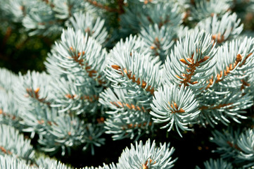 Naklejka na ściany i meble Macro photo of branches of blue spruce with shallow depth of field. Natural background in blue green colors. 