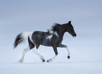 Fototapeta na wymiar Blue-eyed foal trotting on snow field