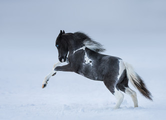 Fototapeta na wymiar Blue-eyed foal playing on snow field