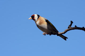 Goldfinch