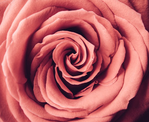 rose flower macro shot