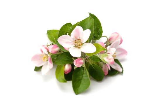 flower and flower buds on apple spring