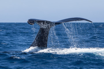 Naklejka premium Humpback Whale Fluke Dripping Water