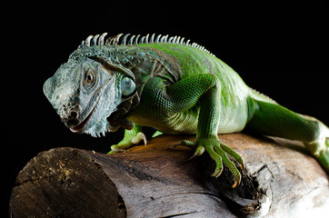 green iguana