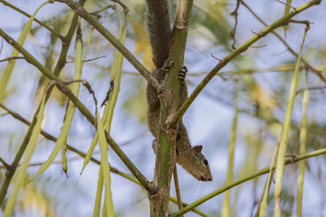 Indian Palm Squirrel