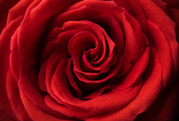 rose flower macro shot