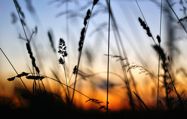 silhouette dry grass at sunset