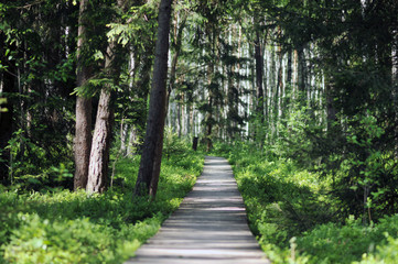 Way in the forest