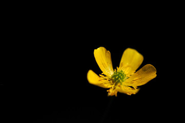 Yellow flower in the dark
