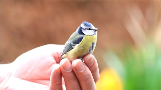 wild bird blue tit in male hand
