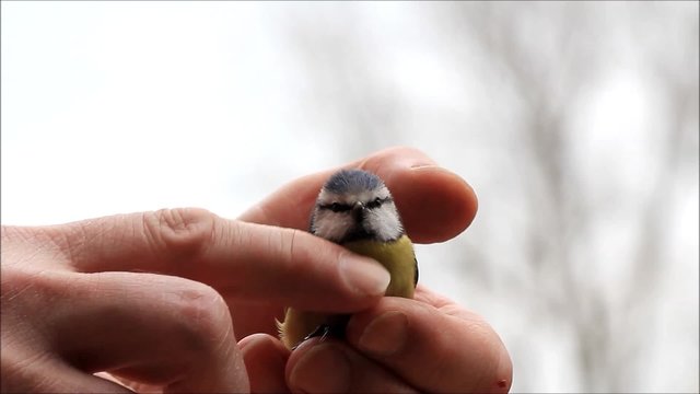 Wildvogel Blaumeise streicheln