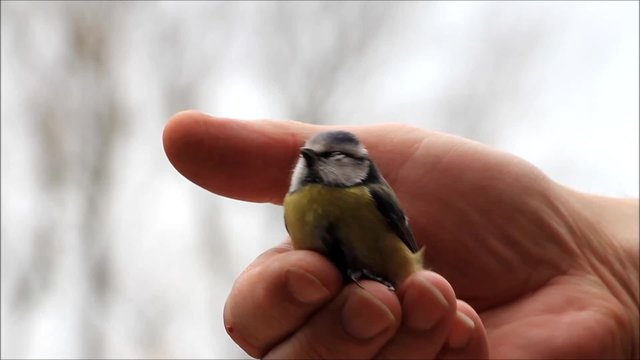 Wildvogel Blaumeise in m&auml;nnlicher Hand
