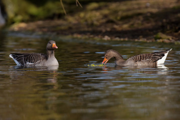 Greylag Goose, goose