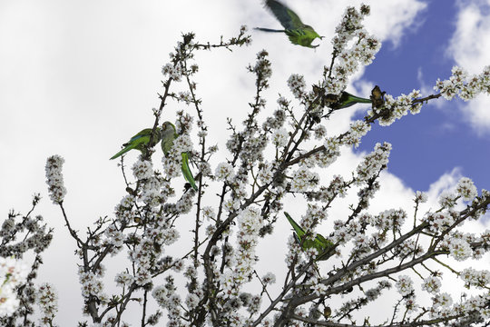 parrots on the almond tree in  full bloom