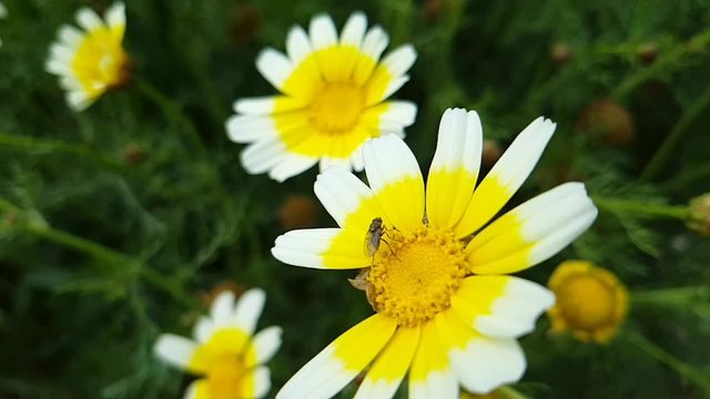 mosca su fiore