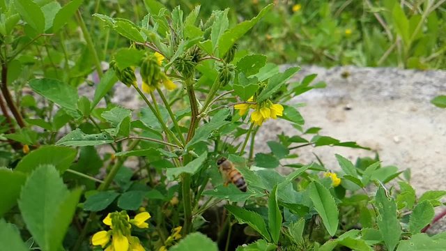 ape tra i fiori al rallenatore