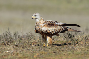 Kite, (Milvus milvus) perched on the floor