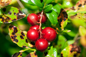Cowberries in nature
