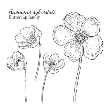 Anemone sylvestris flowerrs sketches set