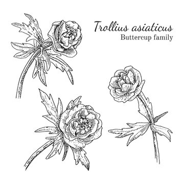 Trollius asiaticus flowerrs sketches set