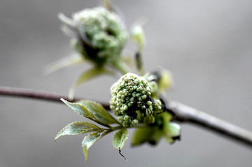 Wiosenne rozwita nie pąków roślin © klumb