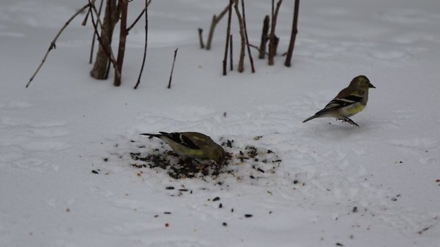 Chardonneret jaune en plumage d'hiver