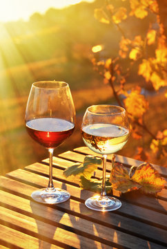 Fototapeta Wine and grapes against vineyards in Lavaux, Switzerland